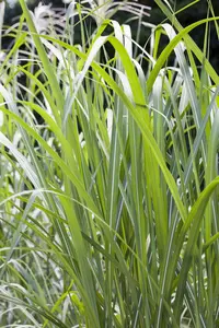 Miscanthus giganteus 'Lottum' (Alligator) - 1.5 Ltr pot - image 2