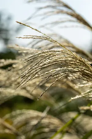 Miscanthus giganteus 'Lottum' (Alligator) - 1.5 Ltr pot - image 5