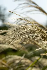Miscanthus giganteus 'Lottum' (Alligator) - 1.5 Ltr pot - image 5