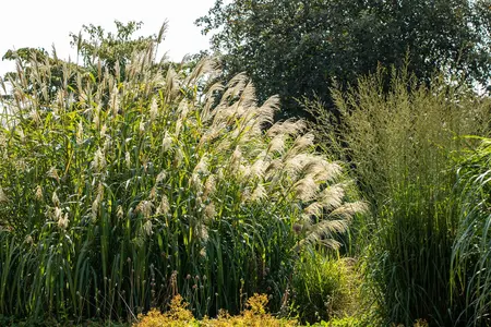 Miscanthus giganteus 'Lottum' (Alligator) - 1.5 Ltr pot - image 4
