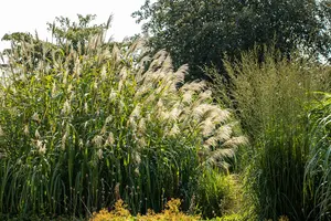 Miscanthus giganteus 'Lottum' (Alligator) - 1.5 Ltr pot - image 4