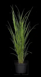 Miscanthus giganteus 'Lottum' (Alligator) - 1.5 Ltr pot - image 3