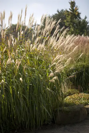 Miscanthus sin. 'Adagio' - 2.5 Ltr pot - image 1