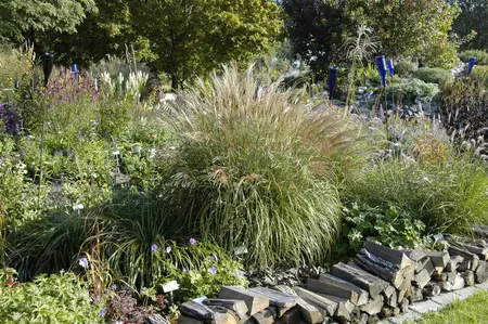 Miscanthus sin. 'Adagio' - 1.5 Ltr pot - image 2