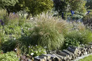 Miscanthus sin. 'Adagio' - 1.5 Ltr pot - image 2