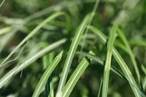 Miscanthus sin. 'Cabaret'