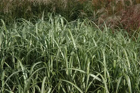 Miscanthus sin. 'Cabaret' - 10 Ltr pot - image 2