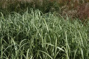 Miscanthus sin. 'Cabaret' - 10 Ltr pot - image 2