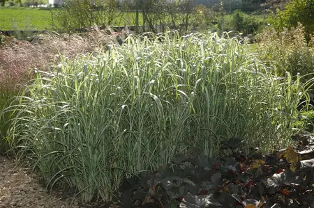 Miscanthus sin. 'Cabaret' - 10 Ltr pot - image 3