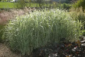 Miscanthus sin. 'Cabaret' - 10 Ltr pot - image 3