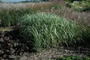 Miscanthus sin. 'Cabaret' - 10 Ltr pot - image 4