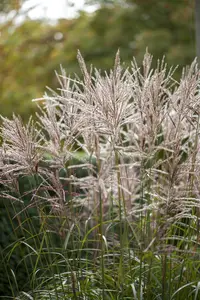 Miscanthus sin. 'China' - P9 - image 2