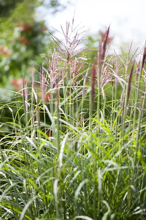 Miscanthus sin. 'China' - P9 - image 3