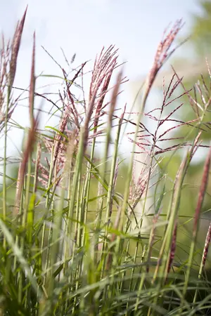 Miscanthus sin. 'China' - P9 - image 4