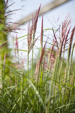Miscanthus sin. 'China' - P9 - image 5