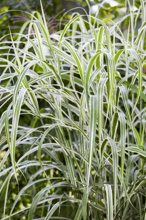 Miscanthus sin. 'Cosmopolitan' - 10 Ltr pot - image 2