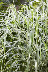 Miscanthus sin. 'Cosmopolitan' - 10 Ltr pot - image 2