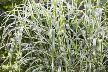 Miscanthus sin. 'Cosmopolitan' - 10 Ltr pot - image 3