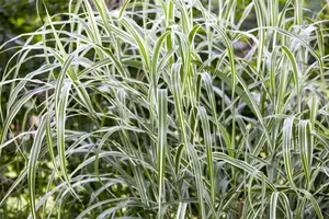 Miscanthus sin. 'Cosmopolitan' - 10 Ltr pot - image 3