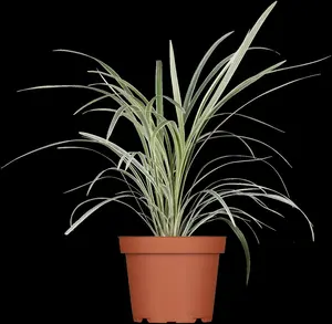 Miscanthus sin. 'Cosmopolitan' - 10 Ltr pot - image 3