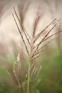 Miscanthus sin. 'Dronning Ingrid'