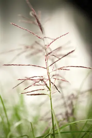 Miscanthus sin. 'Ferner Osten' - 2 Ltr pot - image 1