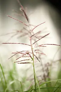 Miscanthus sin. 'Ferner Osten'