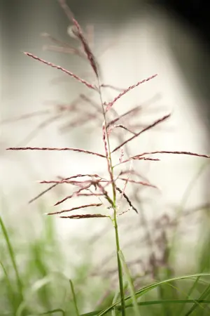 Miscanthus sin. 'Ferner Osten' - 4 Ltr pot - image 1