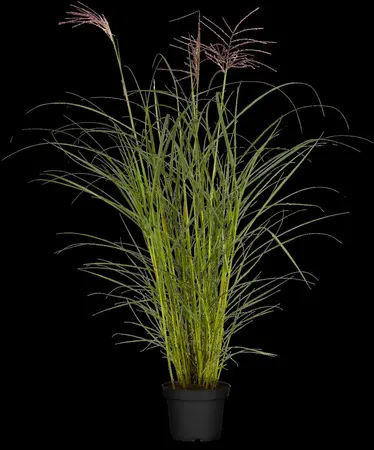 Miscanthus sin. 'Ferner Osten' - 2 Ltr pot - image 2