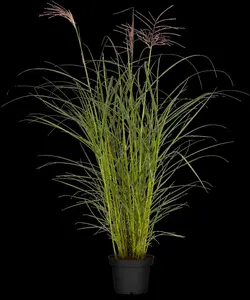 Miscanthus sin. 'Ferner Osten' - P13 - image 2
