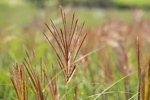 Miscanthus sin. 'Ferner Osten' - 4 Ltr pot - image 5