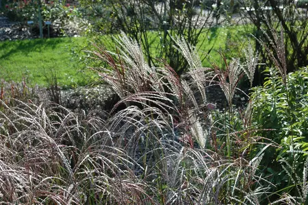 Miscanthus sin. 'Ferner Osten' - 2 Ltr pot - image 3