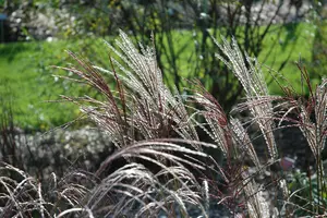 Miscanthus sin. 'Ferner Osten' - 2 Ltr pot - image 4