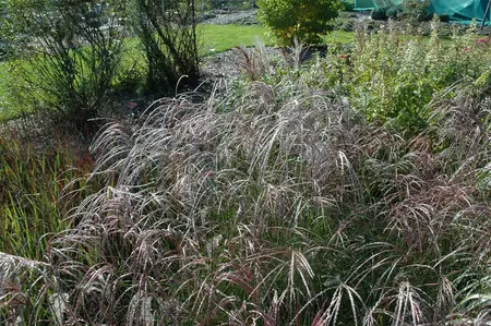 Miscanthus sin. 'Ferner Osten' - 2 Ltr pot - image 5