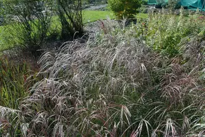 Miscanthus sin. 'Ferner Osten' - 2 Ltr pot - image 5