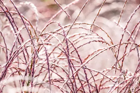 Miscanthus sin. 'Flamingo' - 2 Ltr pot - image 3