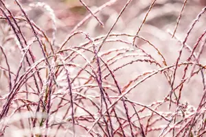 Miscanthus sin. 'Flamingo' - 2 Ltr pot - image 3