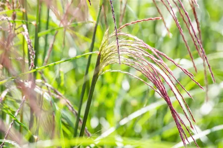 Miscanthus sin. 'Flamingo' - 2 Ltr pot - image 5