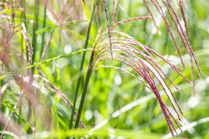 Miscanthus sin. 'Flamingo' - 2 Ltr pot - image 5