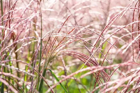 Miscanthus sin. 'Flamingo' - 2 Ltr pot - image 4