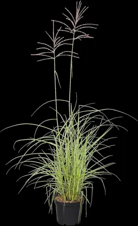 Miscanthus sin. 'Flamingo' - 2 Ltr pot - image 2
