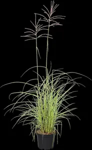 Miscanthus sin. 'Flamingo' - 2 Ltr pot - image 2