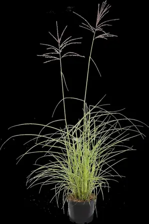 Miscanthus sin. 'Flamingo' - 2 Ltr pot - image 1