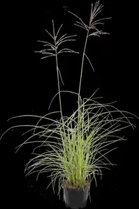 Miscanthus sin. 'Flamingo' - P13 - image 1