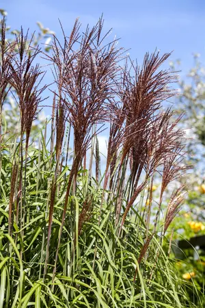 Miscanthus sin. 'Ghana' - 2 Ltr pot - image 1