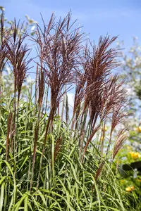 Miscanthus sin. 'Ghana' - 2 Ltr pot - image 1