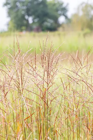 Miscanthus sin. 'Ghana' - 2 Ltr pot - image 4