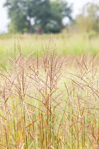 Miscanthus sin. 'Ghana' - 2 Ltr pot - image 4