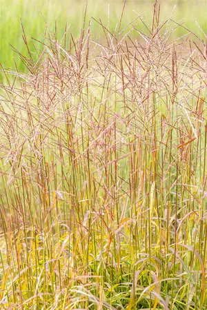 Miscanthus sin. 'Ghana' - 2 Ltr pot - image 5
