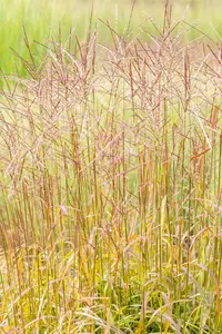 Miscanthus sin. 'Ghana' - 2 Ltr pot - image 5